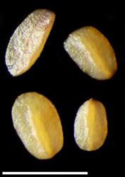 Veronica peregrina var. peregrina. Seeds. Scale = 1 mm. Image: P.J. Garnock-Jones © P.J. Garnock-Jones CC-BY-NC 3.0 NZ